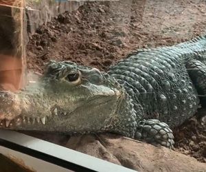 Jak zimą radzą sobie egzotyczne zwierzęta w bydgoskim zoo?