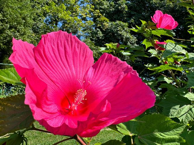 Hibiskus bagienny