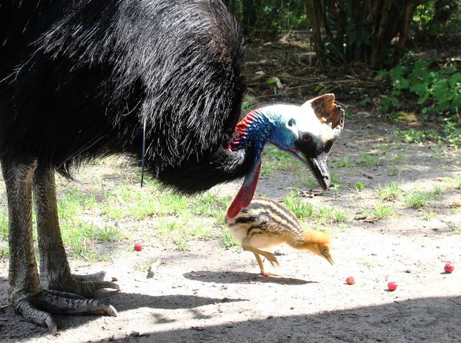  To jeden z najgroźniejszych ptaków na świecie. Pisklę wykluło się w warszawskim zoo