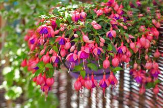 Kwiaty na balkon. 10 najlepszych roślin, które ozdobią taras