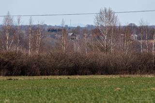 To trzeba zobaczyć. Z woj. lubelskiego widać Góry Świętokrzyskie