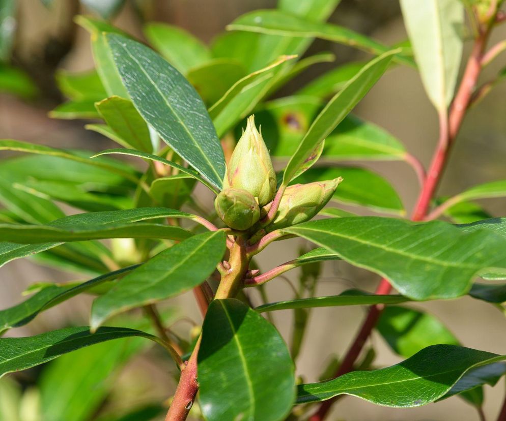 Rododendron