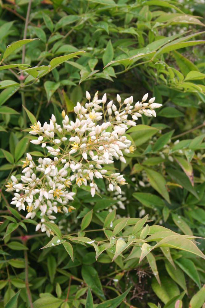 Nandina domowa