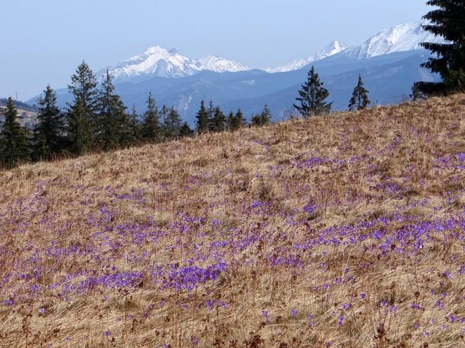 Widok na Tatry z Witowa