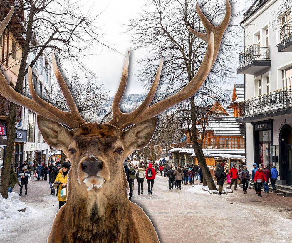 Zakopane. Atak jelenia na turystkę