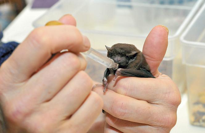 Batmama nie śpi w nocy, bo karmi niepoterze