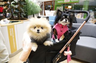 Zimowe PupiLove Targi w Katowicach. Nie brakuje miłośników czworonogów