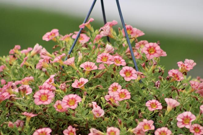 Calibrachoa, Million Bells. Zdjęcia