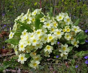 Pierwiosnek bezłodygowy (Primula vulgaris)