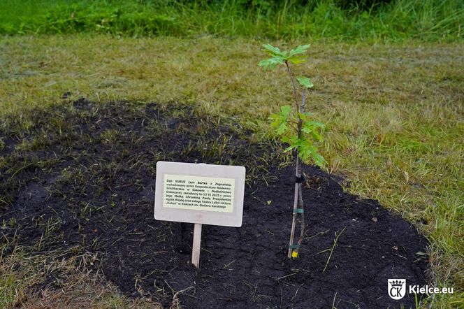 Dąb Kubuś - potomek Bartka - posadzony w Kielcach