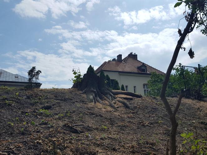 Z zabytkowych wałów przy ul. Poniatowskiego w Lesznie wycięto kilka drzew