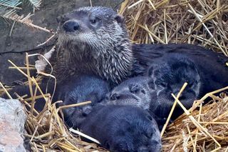 Akwarium z Long Island szuka imion dla tych maluchów