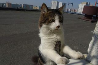 Kot predator polował na dachu wieżowca