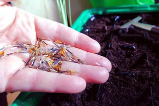 Przygotowanie rozsady aksamitek