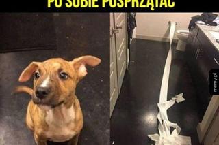 Chcesz poprawić sobie humor? Te memy ze zwierzętami rozbawią cię do łez!