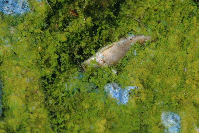 Kilka ton śniętych ryb w Odrze. Katastrofa ekologiczna we Wrocławiu? 