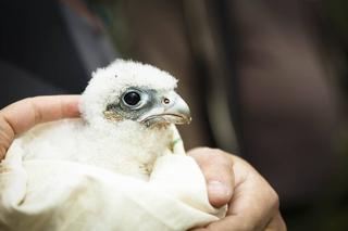 Polska Miedź dba o piękno natury 