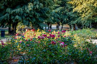 Nie tylko róże w parku Róż w Gorzowie [ZDJĘCIA]