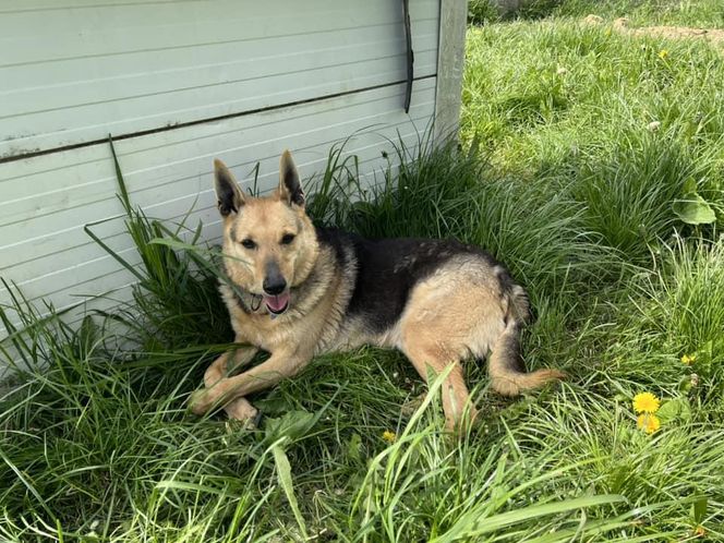 Ostrów. Adoptuj psiego seniora!