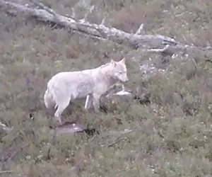 Biały wilk uchwycony w Pomorskiem! Ciągnął truchło ofiary [WIDEO, ZDJĘCIA]