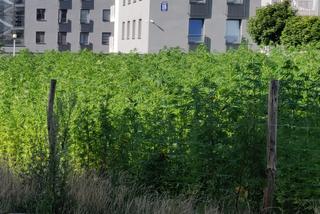 Na słynnej lubelskiej plantacji jest już zielono