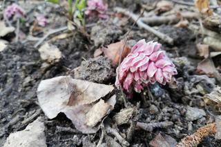 Jakie zwierzęta i rośliny można zaobserwować w Górkach Fordońskich?