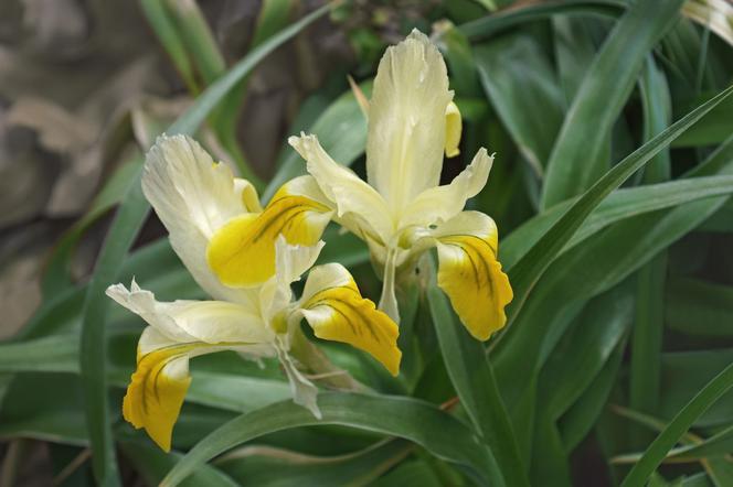 Kosaciec bucharyjski - Iris bucharica