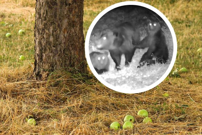 Niedźwiadki przyłapane na podjadaniu w Bieszczadzkim sadzie. Nic bardziej uroczego dziś nie zobaczysz
