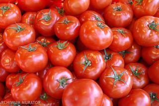 Odmiany pomidorów. Jakie pomidory wybrać do uprawy w ogrodzie