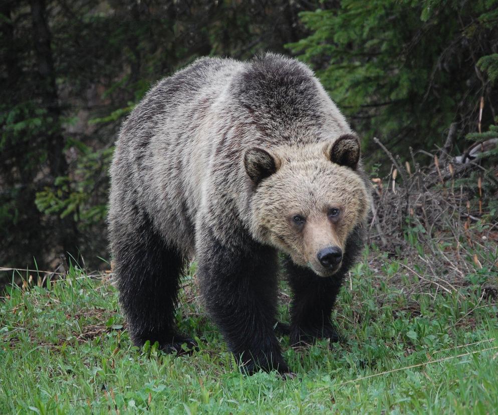 Przyjechali pierwszy raz w Bieszczady. Turyści spotkali niedźwiedzia! Był tuż obok 