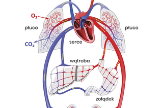Serce jako centralny narząd układu krążenia