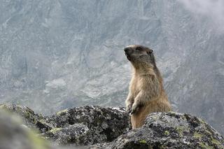 Tatry. Jest za ciepło na sen. Świstaki odkładają hibernację na później