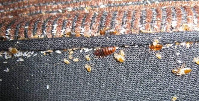 Pluskwy, karaczany to plaga w bydgoskich mieszkaniach. Ale jest i druga. Do mieszkań przez rury kanalizacje dostają się gryzonie
