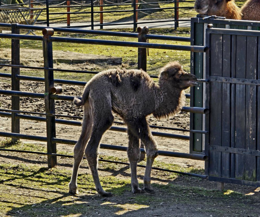 Ach wiosna! W chorzowskim zoo urodził się wielbłąd Franek