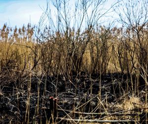 Pożar trzcinowiska nad jeziorem Dargin. Dwóch mężczyzn z zarzutami! Makabra na Mazurach