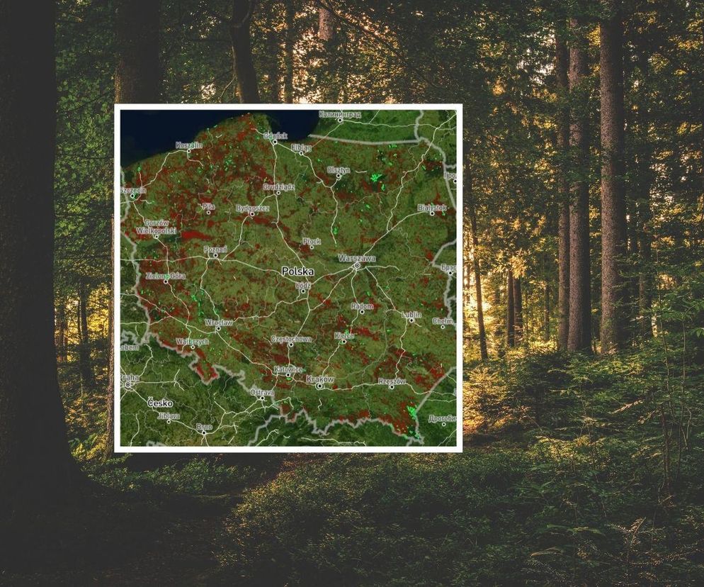 Znikną kolejne lasy w Zachodniopomorskiem. Alarmujące dane i przerażająca mapa