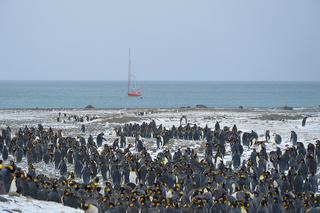 Pingwiny królewskie na St. Andrews Bay