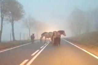 Wystraszył je huk petard. Konie, kucyki i osioł zabłąkane na środku drogi