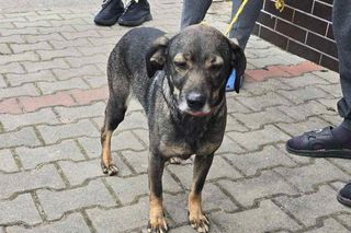 Przywiązał psa stalową linką do samochodu. 36-latek tłumaczył, że zwierzę niszczy mieszkanie