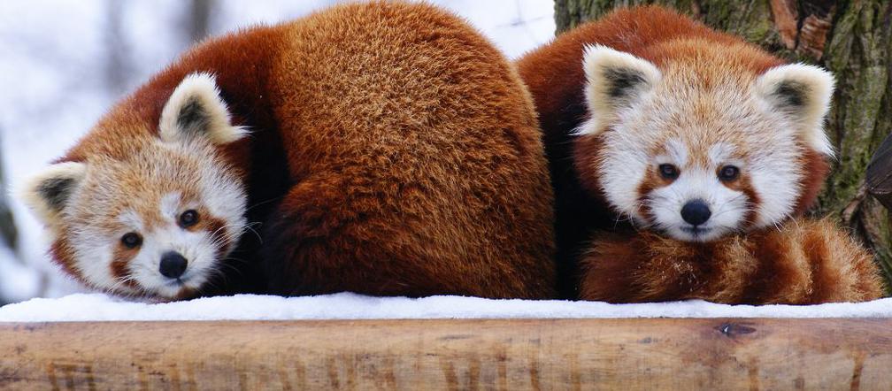 Pandy małe to jedne ze zwierząt łódzkiego zoo, które lubią zimę