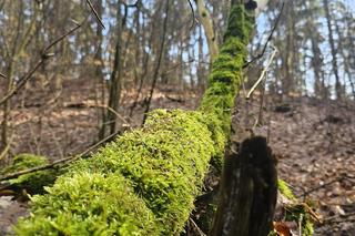 W Olsztynie są dwa takie miejsca. Zobacz, jak bajecznie prezentuje się rezerwat Redykajny [ZDJĘCIA]