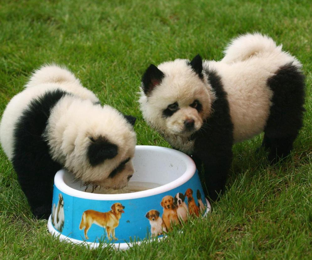 Skandal w zoo! Zabrakło pand, więc pomalowano psy! Ludzie też farbują włosy