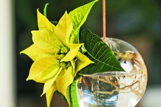 Gwiazda betlejemska – najpiękniejsze dekoracje