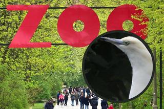 ZOO w Warszawie zyskało nowych mieszkańców. “Jedyni tacy w Polsce”