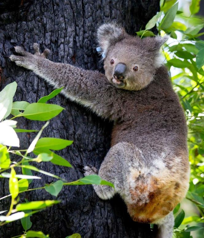 Zaadoptowana przez koszalińską firmę koala wróciła na wolność