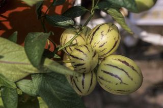 Nazywany jest melonem gruszkowatym i coś w tym jest! Jak uprawiać pepino?