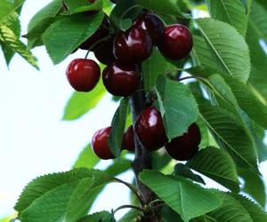 Czereśnia ‘Burlat’ - Prunus avium ‘Burlat’