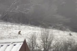 Przez wilki ludzie boją się wychodzić z domów