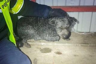 Kołobrzescy policjanci uratowali rannego psa. Trwają poszukiwania właściciela