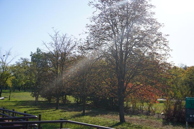 Park im. św. Jana Pawła II w jesiennych barwach